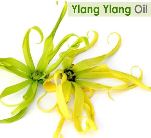 Ylang ylang שמן | טהור וטבעי שמן אתרי לא מדולל סטנדרט אורגני/מונע יובש מוגזם, מרגיע גירוי בעור, מיטוב את טיפוח השיער